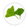 Ginkgo Biloba