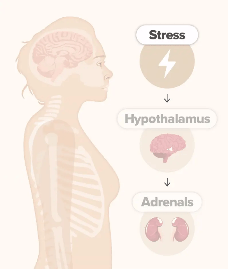 Cortisol & Stress